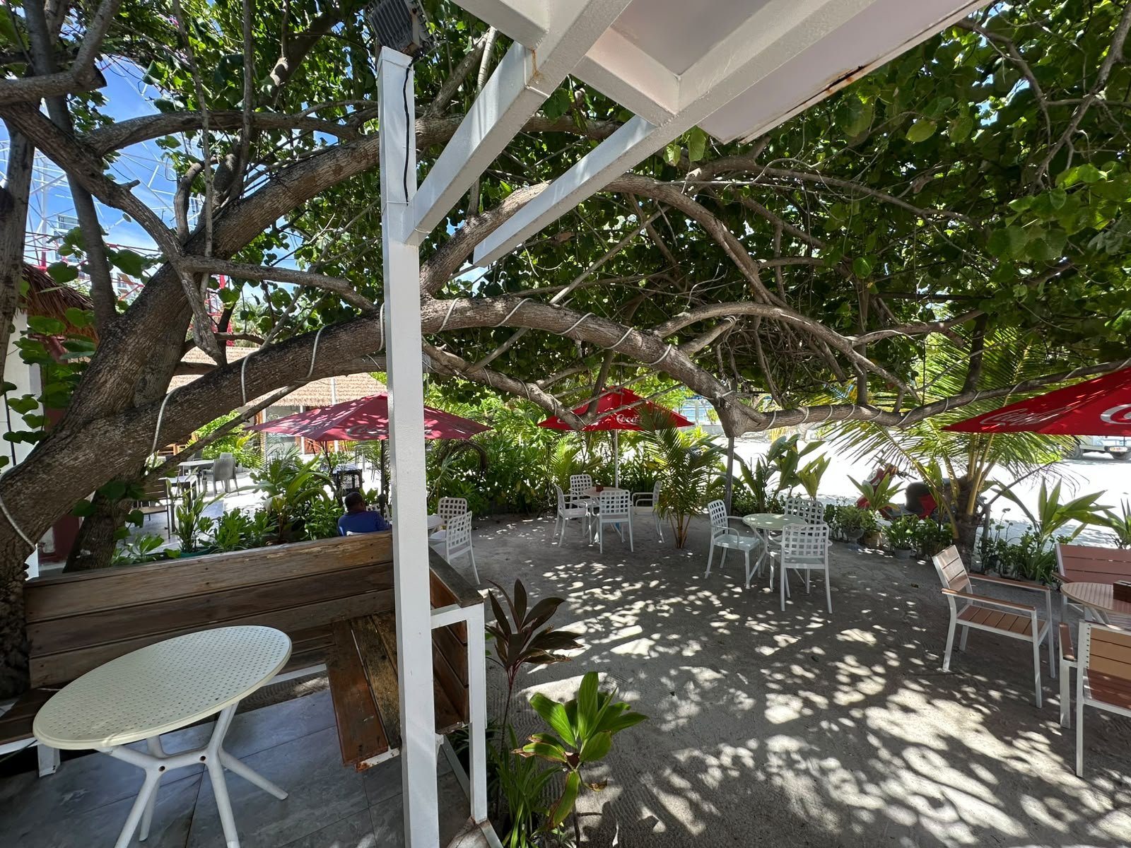 The seating area under the tree today, with white plastic chairs and red umbrellas